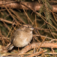 Sparrow