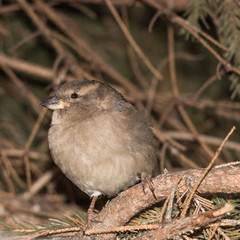 Sparrow