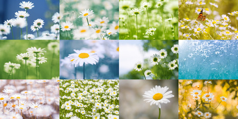 Collage of daisies. Summer bright colorful collage of flowers.