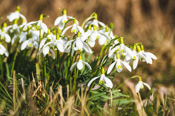 Obraz premium Snowdrops Close-Up In Spring