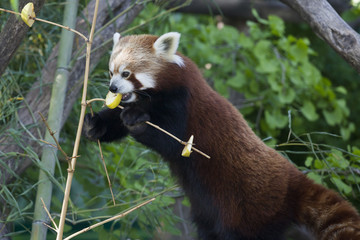 Obraz premium Red Panda eating an apple