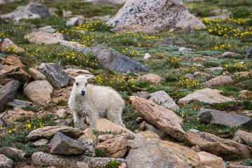 Mountain Goat Kid