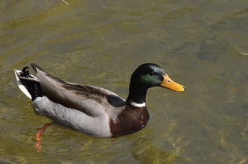 Lonely Duck