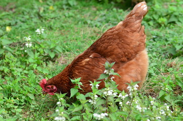 Haushuhn mit grüner Raupe im Schnabel