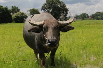 Buffalo is a four-foot animal that feeds on long, spiky, and spiked cats. Grass is a food to live...