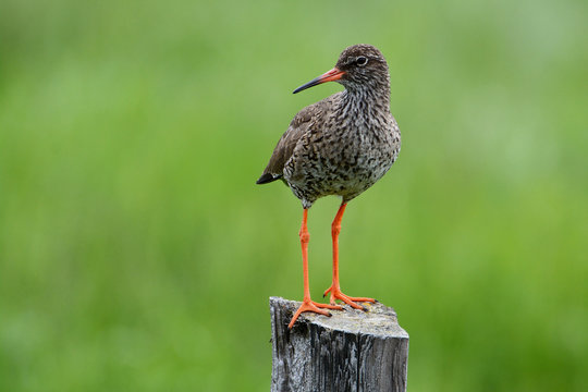 Rotschenkel auf Zaunpfosten