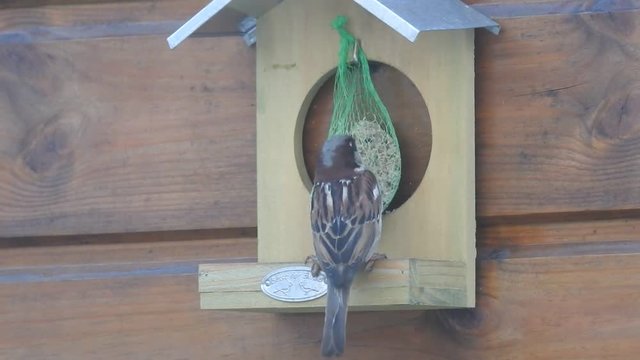 oiseau qui mange