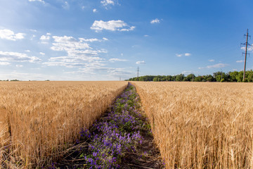 Beautiful flowers road strip in the middle of a wheat field