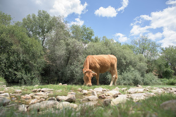 Cow