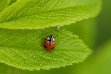 Beautiful ladybug on a green leaf view
