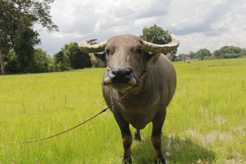 Buffalo is a four-foot animal that feeds on long, spiky, and spiked cats. Grass is a food to live in a rural outdoor field.