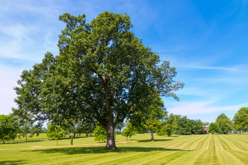 Big oak tree at horse farm, country simmer landscape
