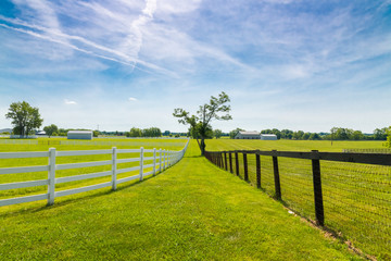 Fototapeta premium Green pastures of horse farms.