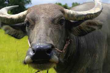 Buffalo is a four-foot animal that feeds on long, spiky, and spiked cats. Grass is a food to live in a rural outdoor field.