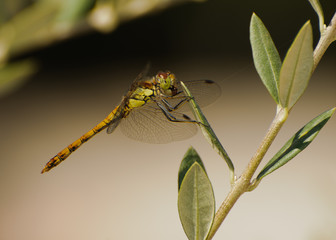 Dragonfly 