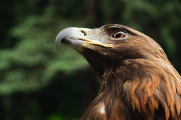 Eagle