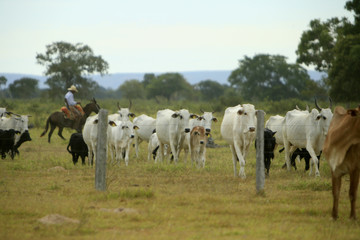 Fazenda de gado - MS