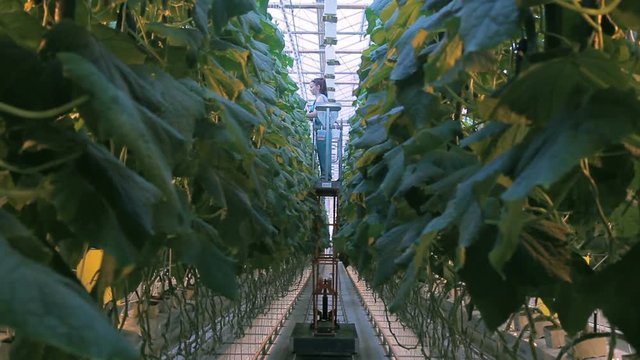 Gardener cares for plants in greenhouse, shooting from path between growing shrubs. woman with brown long hair standing on structure two stories high, tie stems to grow up, automatic machine moves to