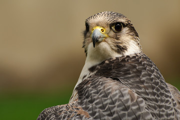 Falcon