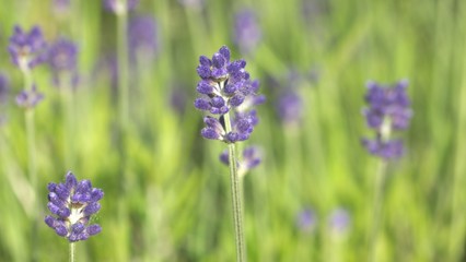 ラベンダー