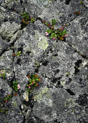 Cranberry overgrown into granite rock