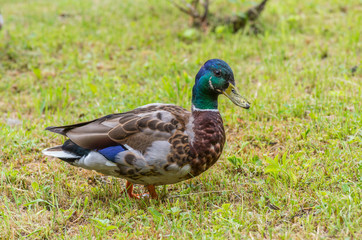 Naklejka na ściany i meble Male duck (Mallard) on green grass