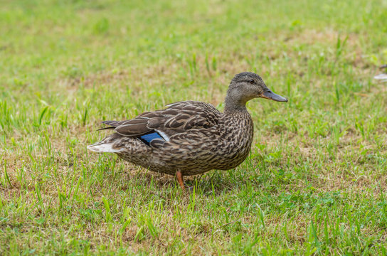 Female duck (Mallard) on green grass