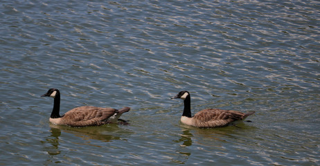Swimming geese 