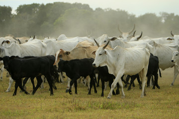 Fazenda de gado - MS