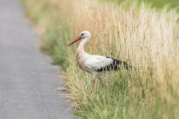 storch auf straße