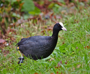 Common coot