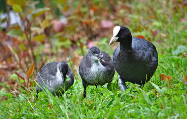 Common coot with two chicks