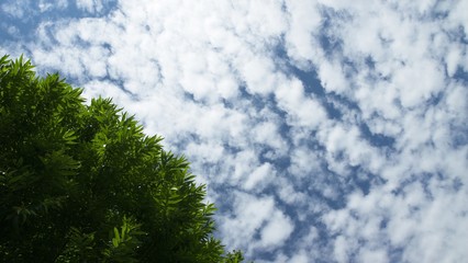 Fototapeta premium 初夏の森 青空と雲