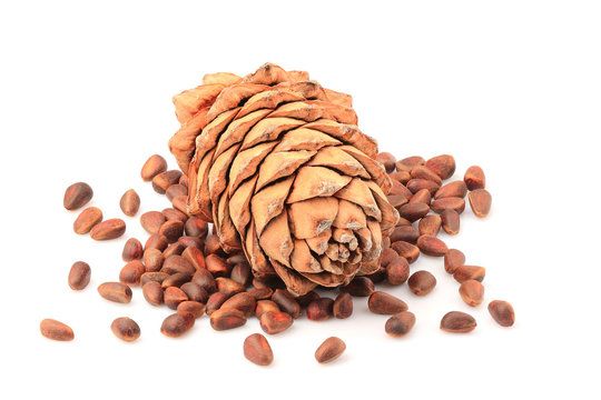 Pine nuts and ripe pine cone isolated.