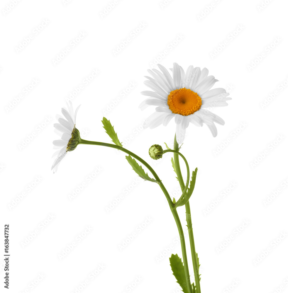 Poster beautiful chamomile flowers on white background