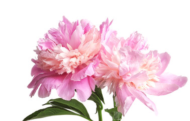 Fototapeta premium Beautiful peony flowers on light background, closeup