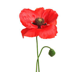 Beautiful poppy flower on light background