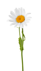 Beautiful chamomile flower on white background