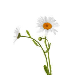 Beautiful chamomile flowers on white background