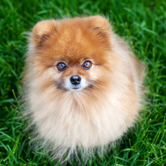 Obraz premium Pomeranian on the grass