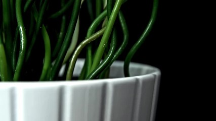 search photos stringy plant