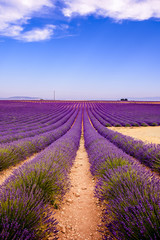 Obraz na płótnie Canvas Lavender lines on field.