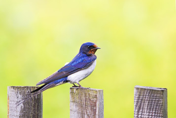  portrait of nice bird barn swallow sitting on an old wooden fence Sunny day