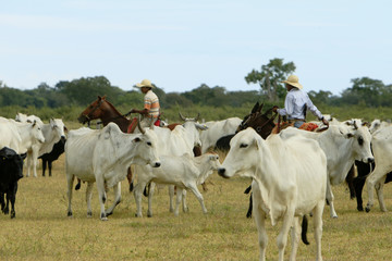 Fazenda de gado - MS