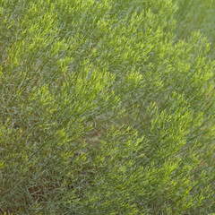 Bright Green Textured Desert Broom
