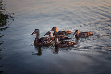 ducks in a row on the water
