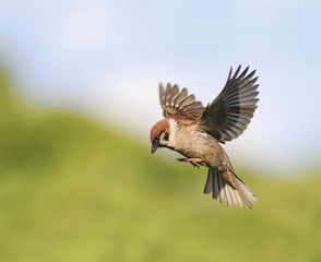 Obraz premium little bird Sparrow flits in the summer spread their wings