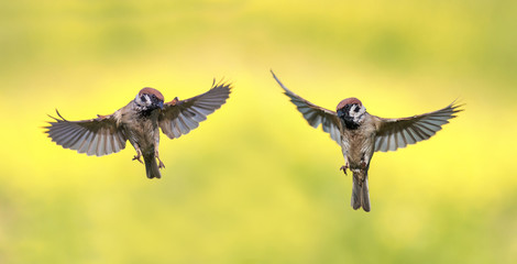 Fototapeta premium kilka zabawnych małych ptaszków, wróble latają latem, aby rozłożyć skrzydła