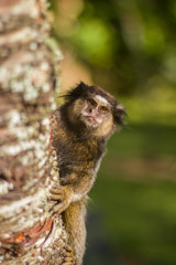 Small monkey holding a tree trunk