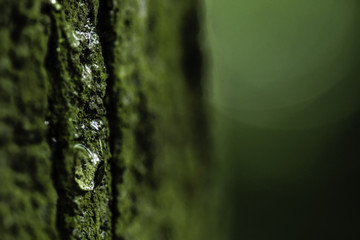 Green bark